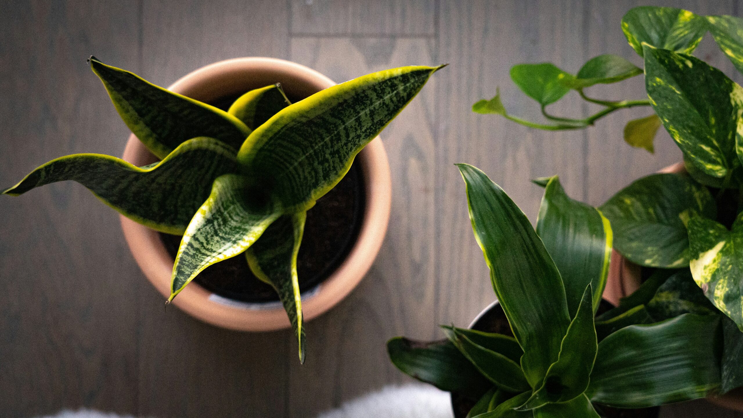 Snake Plant Benefits Explained: Amazing Reasons This Hardy Houseplant Deserves a Place in Your Home