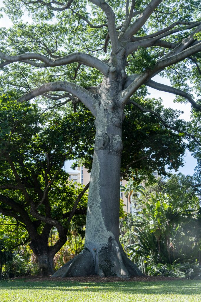 Budget Tree and Stump Removal in Honolulu covering tree care, stump removal, cost factors, debris cleanup, and professional services.