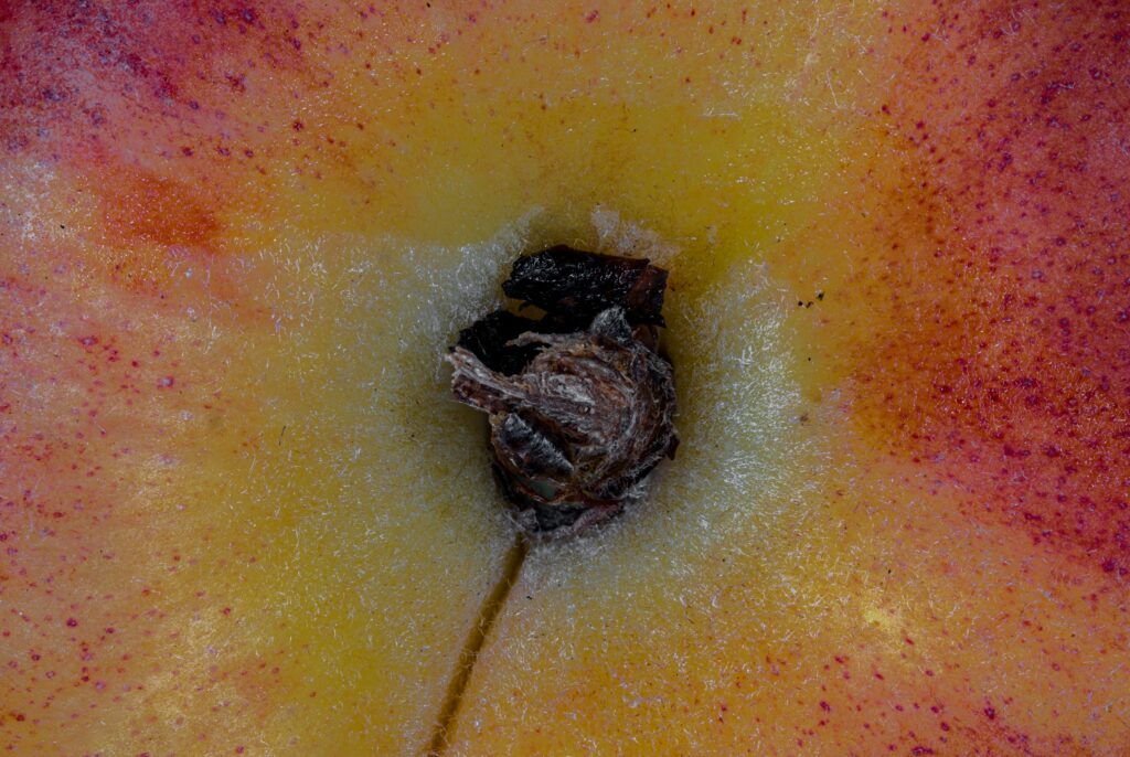 How to Get Rid of Fruit Flies in Drain with easy drain cleaning techniques and long-term prevention methods.