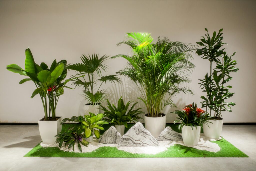 Snake Plant Benefits Explained featuring a tall snake plant in a decorative pot placed inside a stylish living room.