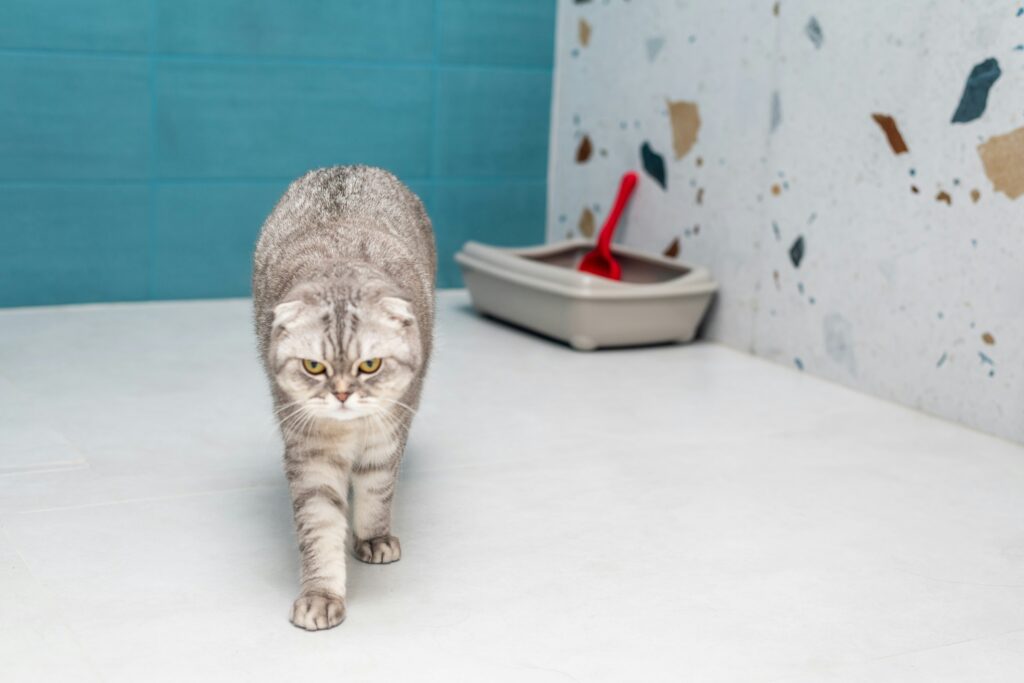 Best Cat Litter for Odor Control covering odor-neutralizing litter, clumping formulas, dust control, litter box maintenance, and cat care.