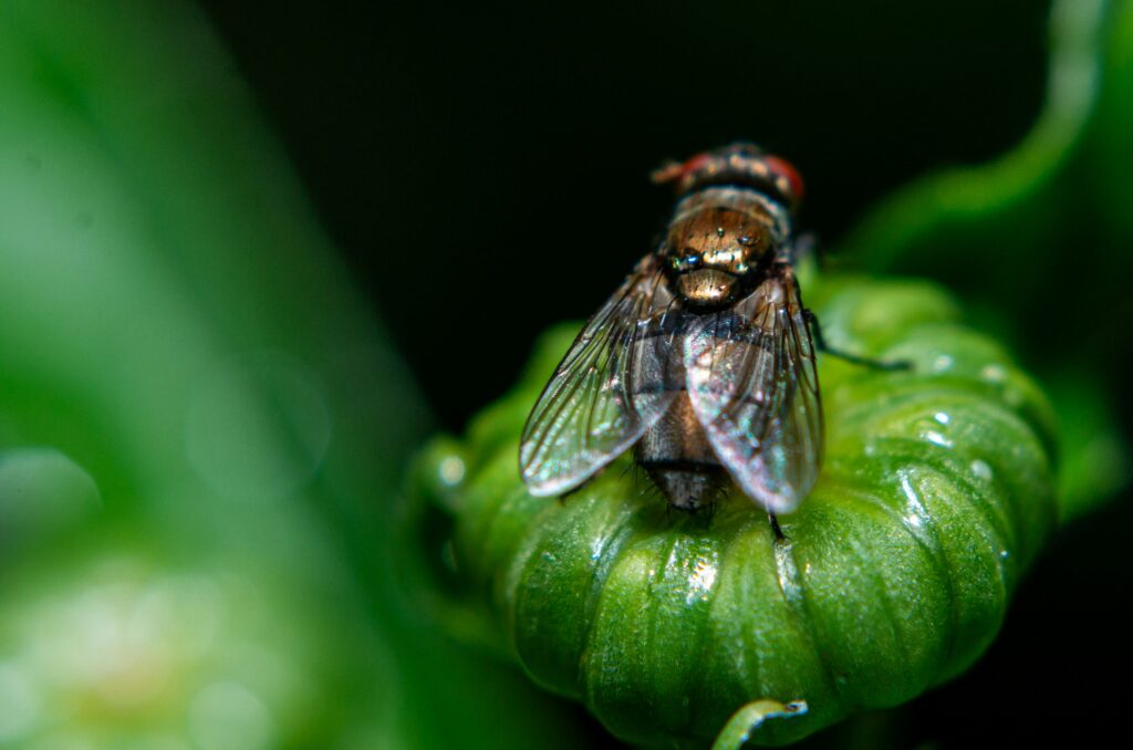 How to Get Rid of Fruit Flies in Drain by removing organic buildup and restoring clean, pest-free drains.