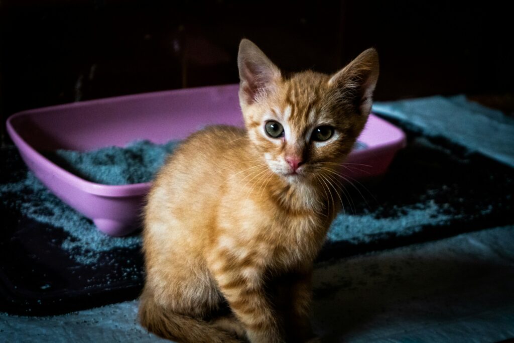 Best Cat Litter for Odor Control guide to absorbent litter, odor control, litter materials, cleaning routines, and fresh-smelling homes.