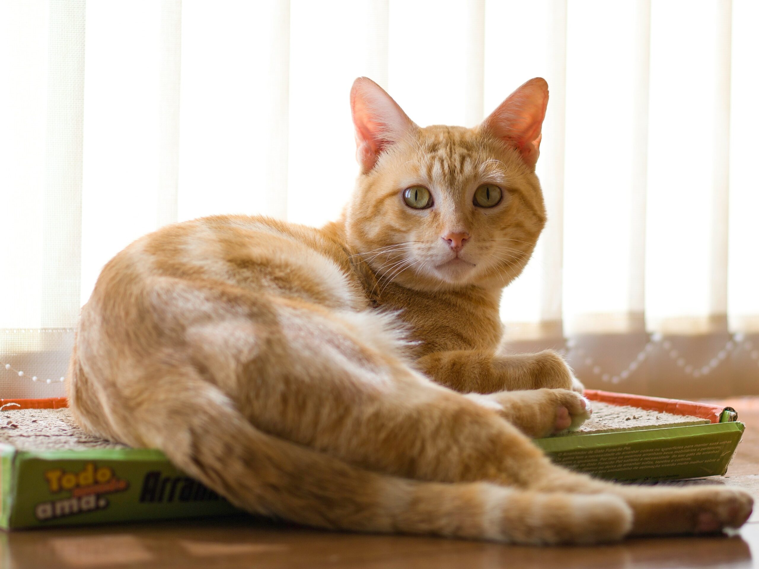 Best Cat Litter for Odor Control: A Complete Guide to a Fresher Home