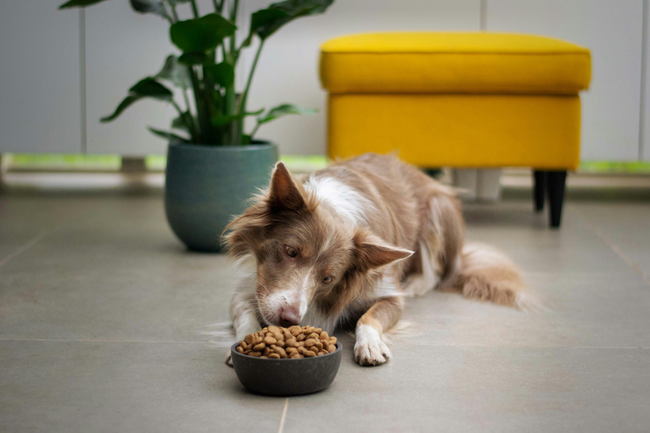 Why Is My Dog Throwing Up Undigested Food Hours Later? featuring undigested food, vomiting, regurgitation, digestive issues, stomach problems, and warning signs.