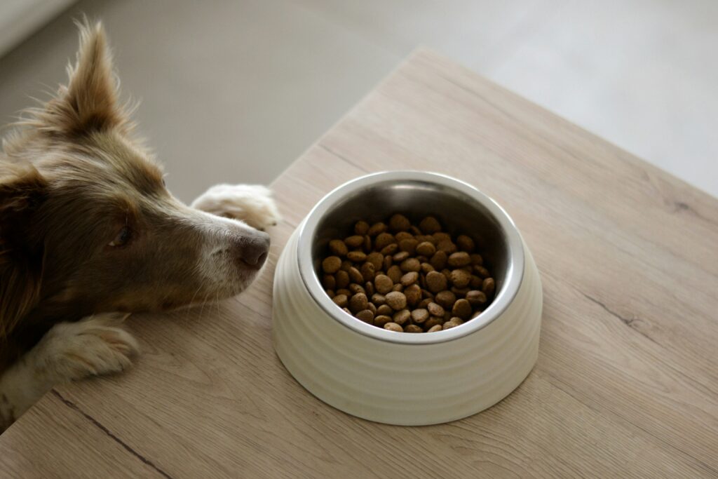 Why Is My Dog Throwing Up Undigested Food Hours Later? covering delayed digestion, regurgitation, food intolerance, stomach disorders, gastrointestinal problems, and dehydration.
