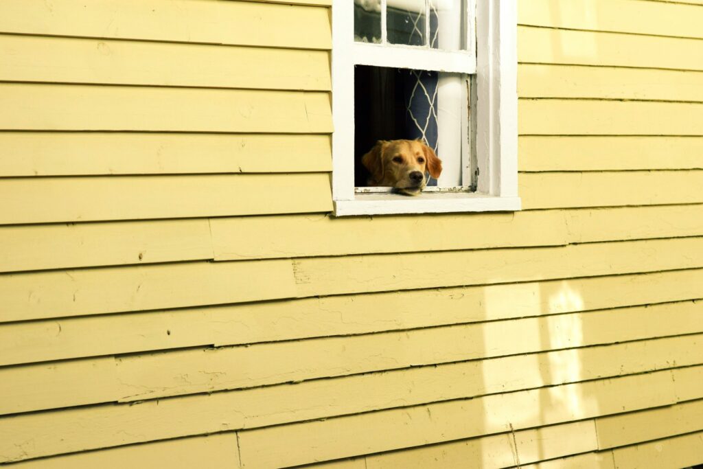 Why Does My House Smell Like Skunk at Night? covering skunk activity, drains, plumbing vents, outdoor odors, ventilation, air quality, and odor control.