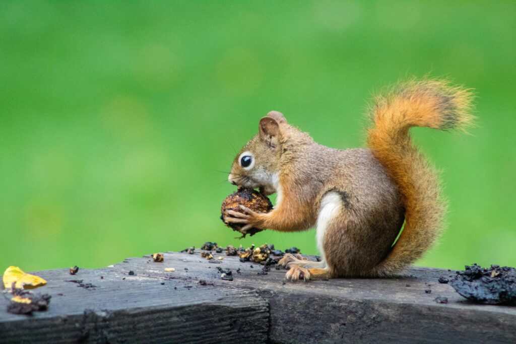 How to Get Squirrels Out of Attic Spaces covering squirrel exclusion, attic openings, humane deterrents, sealing methods, cleanup, and wildlife prevention.
