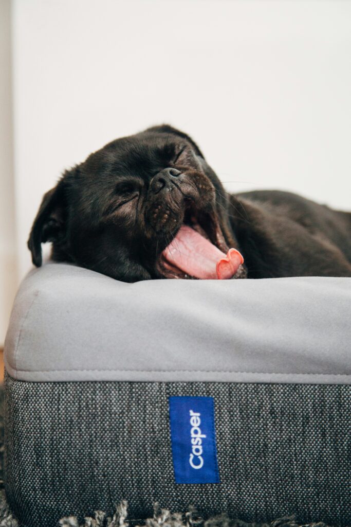 How to Get Dog Pee Out of Mattress guide to dog urine removal, enzyme cleaners, spot treatment, odor neutralization, drying, and mattress care.