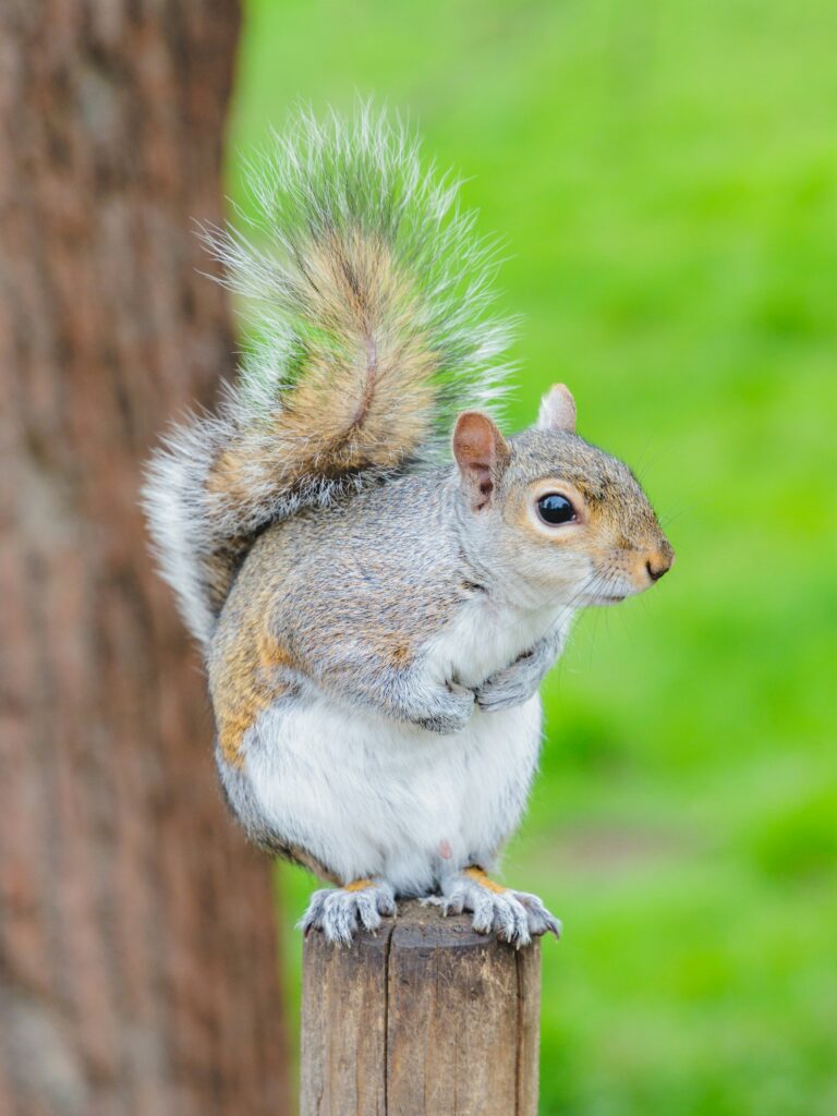 How to Get Squirrels Out of Attic Spaces guide to humane removal, one-way exclusion, entry repairs, attic sanitation, insulation damage, and prevention.
