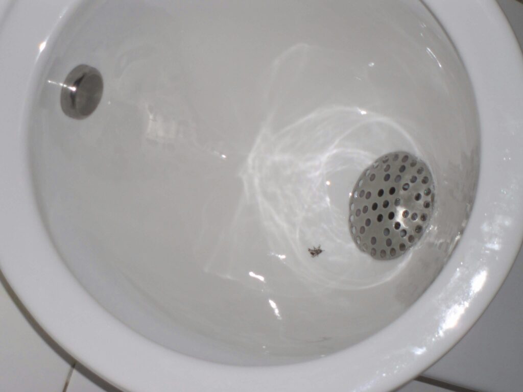 How to Get Hair Out of Shower Drain covering hair buildup, shower drain cleaning, clog removal, drainage improvement, and prevention.