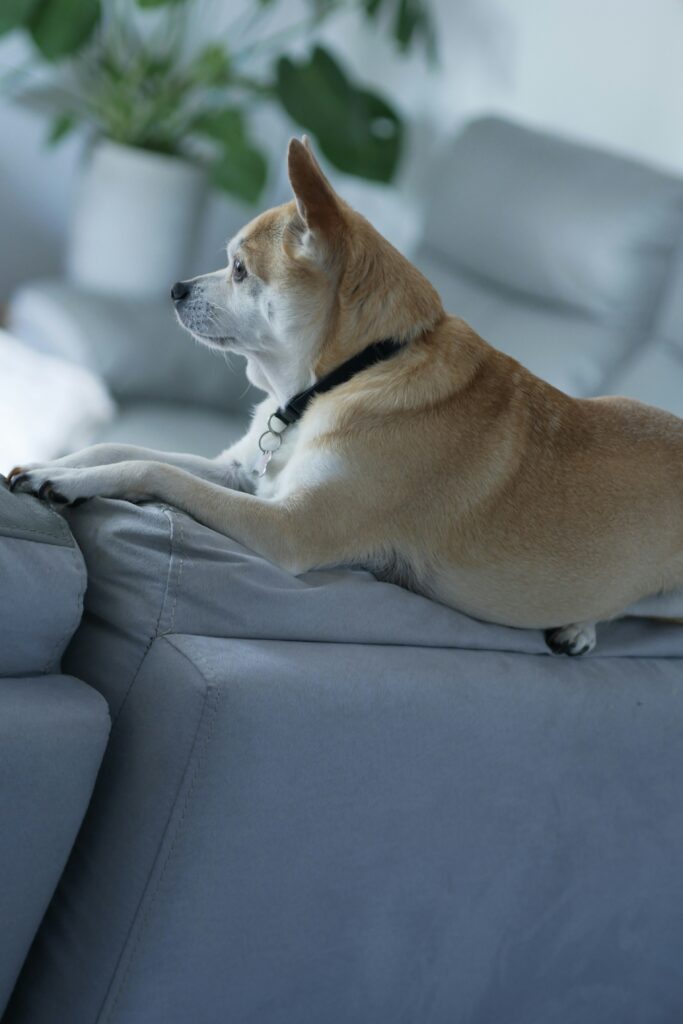 How to Get Dog Smell Out of Couch Furniture guide to deep cleaning, pet odor removal, baking soda, upholstery treatment, ventilation, and furniture care.