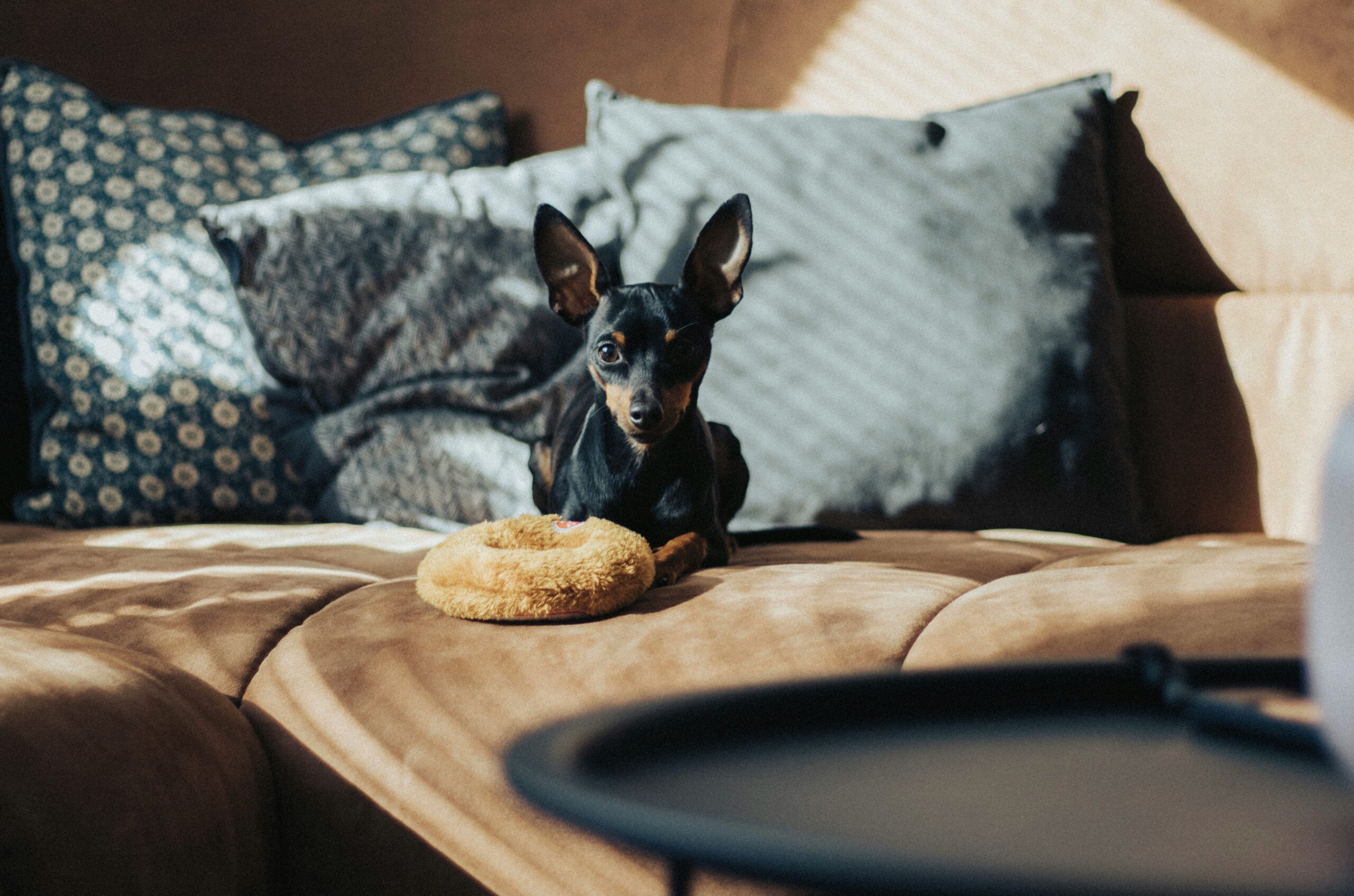 How to Get Dog Smell Out of Couch Furniture: Easy Ways to Eliminate Stubborn Odors