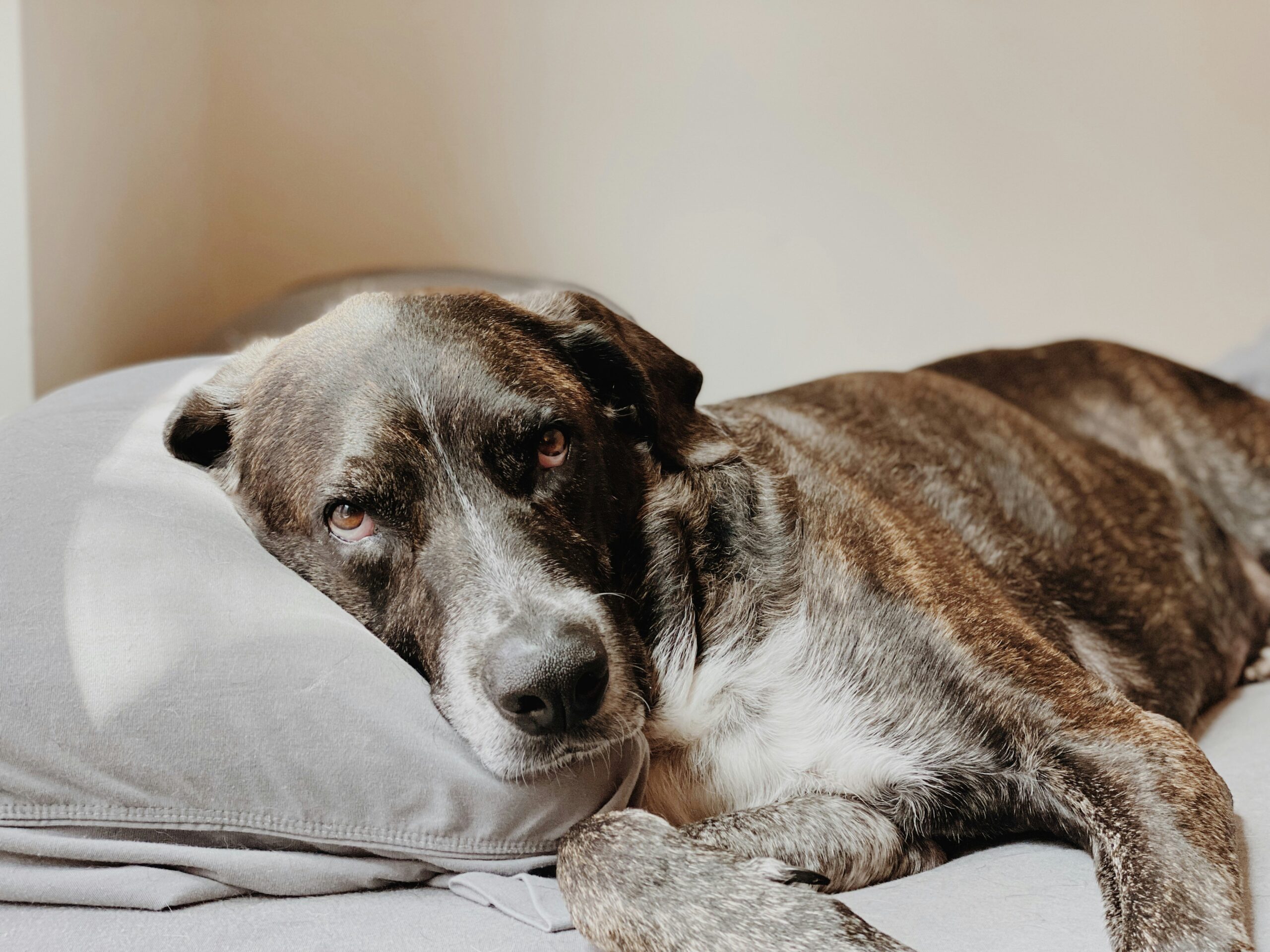 How to Get Dog Pee Out of Mattress: 9 Effective Cleaning Steps