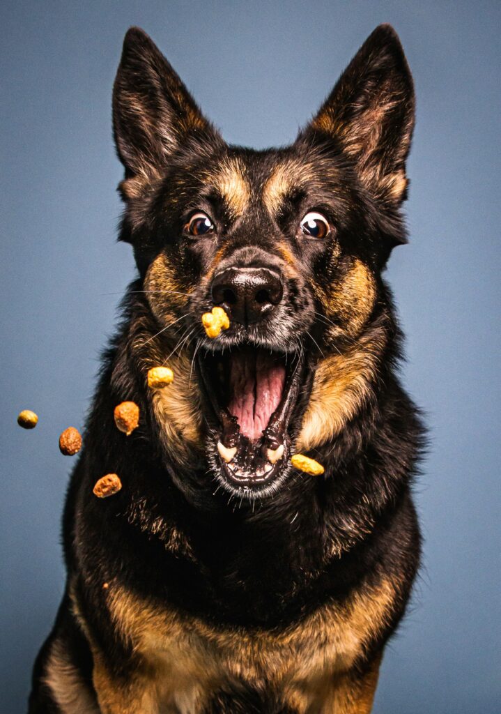 Why Is My Dog Throwing Up Undigested Food Hours Later? guide to slow digestion, stomach inflammation, dietary changes, digestive conditions, vomiting, and veterinary care.