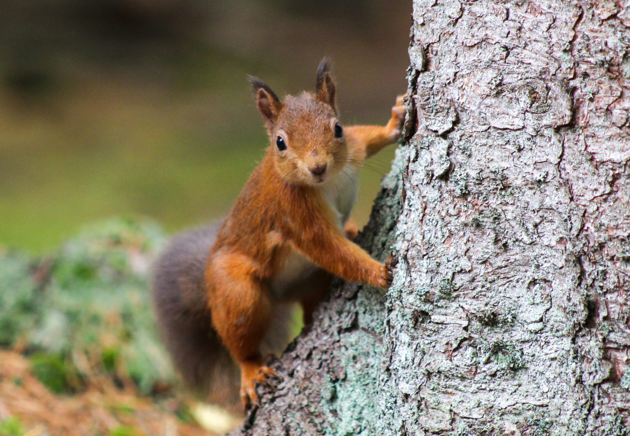 How to Get Squirrels Out of Attic Spaces featuring humane removal, attic entry points, squirrel deterrents, gap sealing, insulation protection, and prevention.