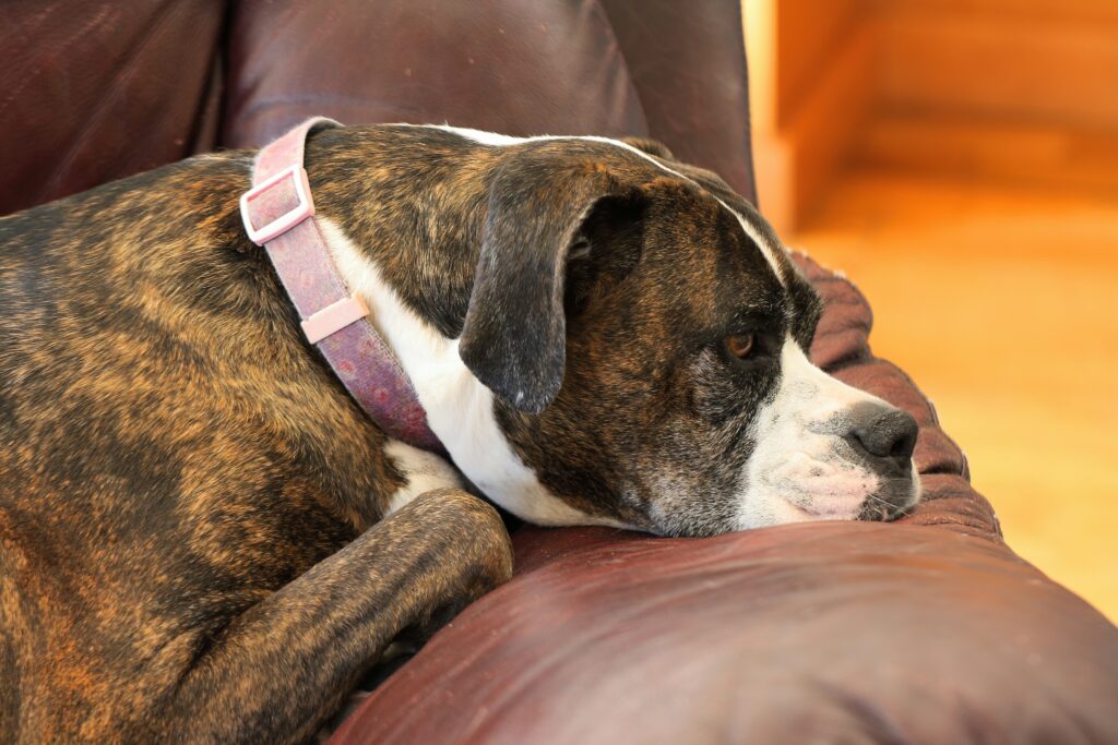 How to Get Dog Smell Out of Couch Furniture covering stubborn dog odors, upholstery cleaning, fabric-safe products, odor neutralization, and couch care.